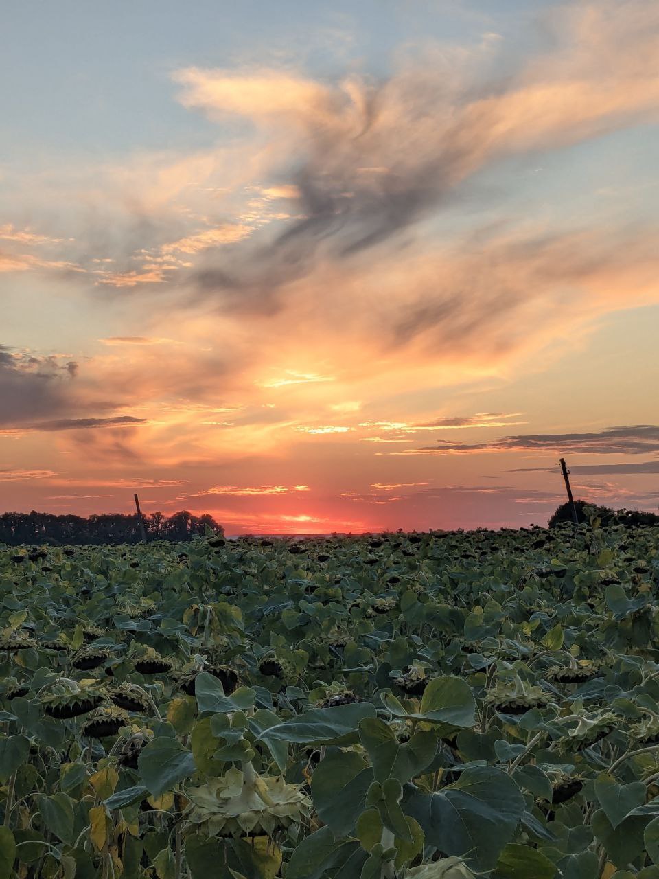 Sunflowers